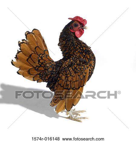 Golden Seabright Bantam View Large Photo Image Stock Photo - Golden Seabright Bantam. Fotosearch