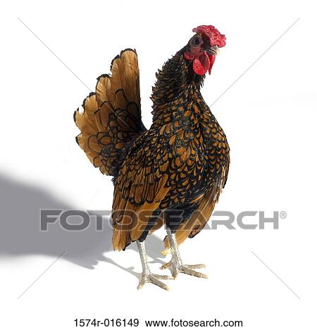 Golden Seabright Bantam View Large Photo Image Stock Photo - Golden Seabright Bantam. Fotosearch