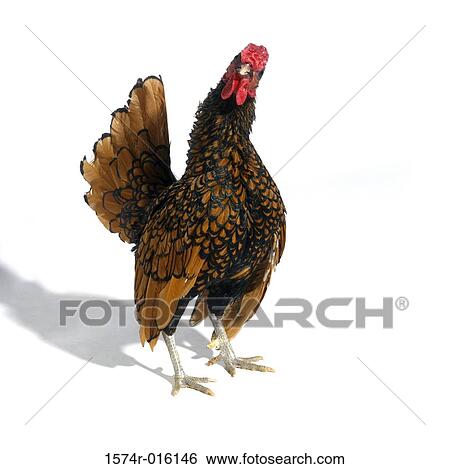 Golden Seabright Bantam View Large Photo Image Stock Photograph - Golden Seabright Bantam. Fotosearch