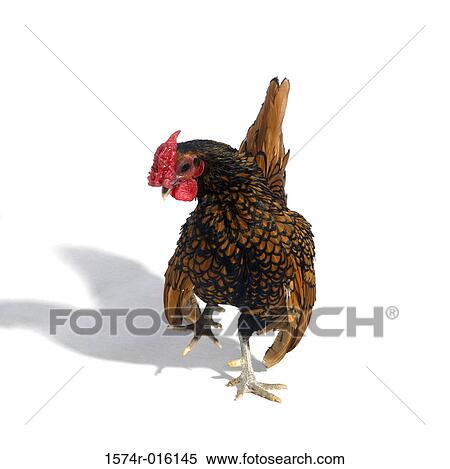 Golden Seabright Bantam View Large Photo Image Stock Photography - Golden Seabright Bantam. Fotosearch