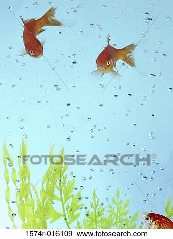 Goldfish View Large Photo Image Stock Photo - Goldfish. Fotosearch