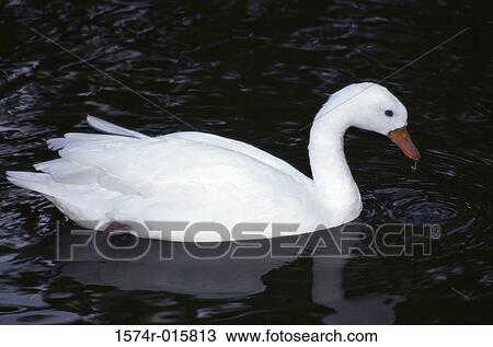 Goose View Large Photo Image Stock Image - Goose. Fotosearch