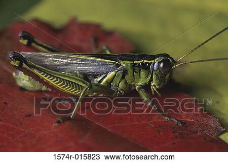 Grasshopper View Large Photo Image Stock Image - Grasshopper. Fotosearch