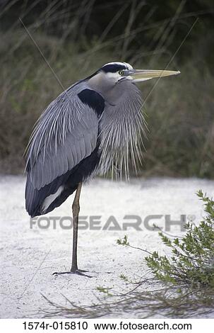 Stock Image - Great Blue Heron Florida USA. Fotosearch