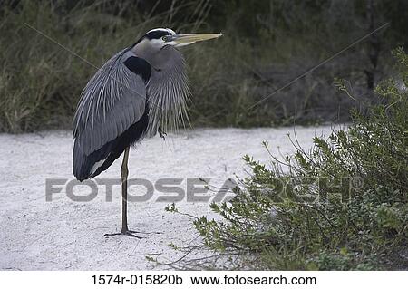 Great Blue Heron View Large Photo Image Stock Image - Great Blue Heron. Fotosearch
