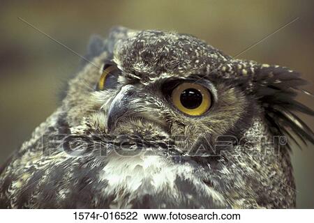 Great Horned Owl View Large Photo Image Stock Image - Great Horned Owl. Fotosearch