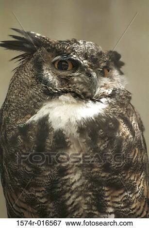 Stock Photo - Great Horned Owl. Fotosearch