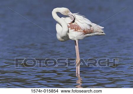 Greater Flamingo View Large Photo Image Picture - Greater Flamingo. Fotosearch