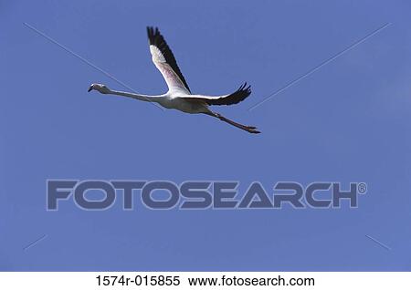 Greater Flamingo View Large Photo Image Stock Photography - Greater Flamingo. Fotosearch