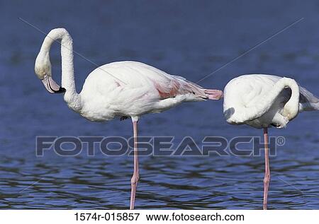Greater Flamingos View Large Photo Image Stock Photo - Greater Flamingos. Fotosearch