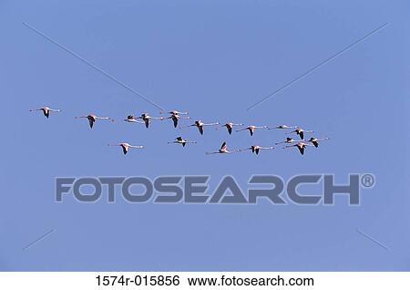Greater Flamingos View Large Photo Image Stock Photograph - Greater Flamingos. Fotosearch