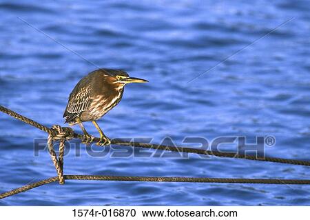 Stock Image - Green Heron. Fotosearch