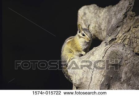 Ground Squirrel View Large Photo Image Stock Image - Ground Squirrel. Fotosearch