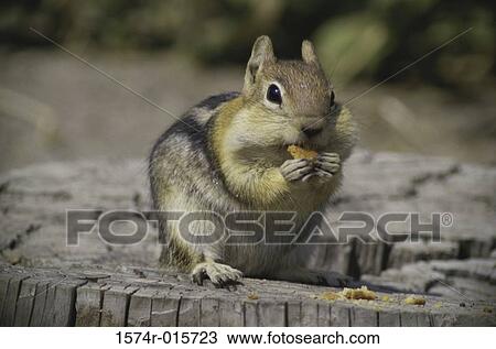 Ground Squirrel View Large Photo Image Stock Image - Ground Squirrel. Fotosearch