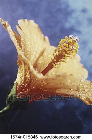 Hibiscus View Large Photo Image Stock Photograph - Hibiscus. Fotosearch