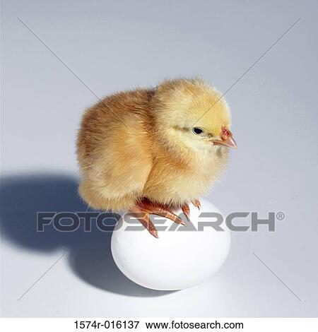 High angle view of a baby chicken sitting on an egg View Large Photo Image Stock Photo - High angle view of a baby chicken sitting on an egg. Fotosearch