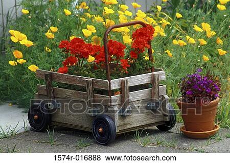 Stock Photo - High angle view of a potted plant near a push cart in a garden. Fotosearch