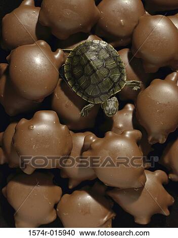 High angle view of a turtle View Large Photo Image Stock Image - High angle view of a turtle. Fotosearch