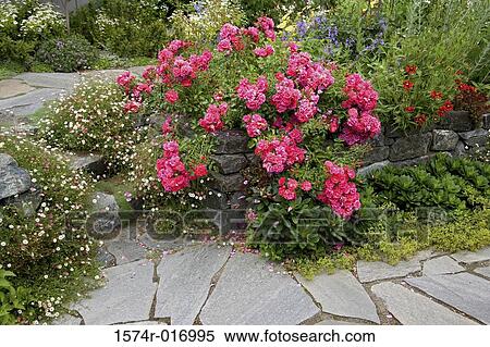 High angle view of flowers in a garden View Large Photo Image Stock Photography - High angle view of flowers in a garden. Fotosearch