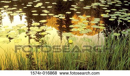High angle view of grass and lily pads in a lake View Large Photo Image Stock Photo - High angle view of grass and lily pads in a lake. Fotosearch