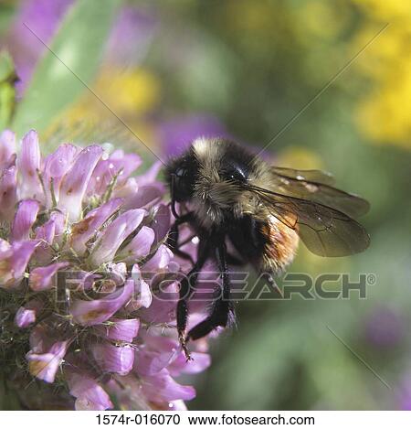 Honeybee View Large Photo Image Stock Image - Honeybee. Fotosearch