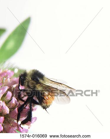 Honeybee View Large Photo Image Stock Photo - Honeybee. Fotosearch