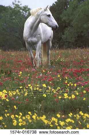 Horse standing in a field View Large Photo Image Stock Photo - Horse standing in a field. Fotosearch