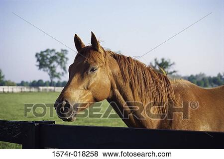 Horse View Large Photo Image Stock Photo - Horse. Fotosearch