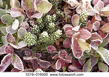 Stock Image - Huckleberries Heather. Fotosearch
