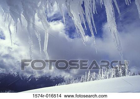 Hurricane Ridge Olympic National Park Washington USA View Large Photo Image Picture - Hurricane Ridge Olympic National Park Washington USA. Fotosearch