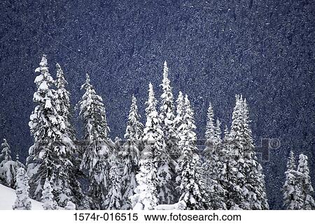 Hurricane Ridge Olympic National Park Washington USA View Large Photo Image Stock Photography - Hurricane Ridge Olympic National Park Washington USA. Fotosearch