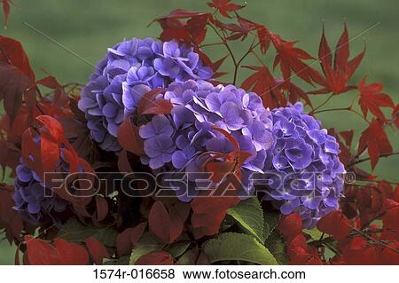 Stock Photo - Hydrangeas. Fotosearch