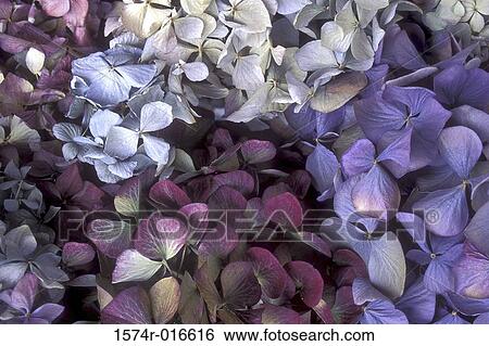 Stock Photograph - Hydrangeas. Fotosearch