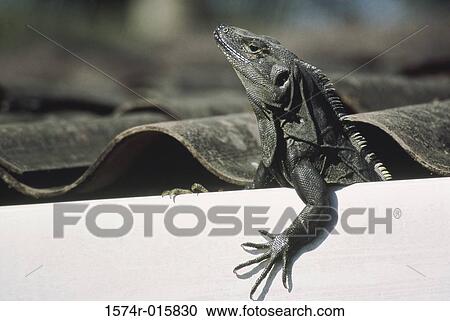 Iguana View Large Photo Image Stock Image - Iguana. Fotosearch