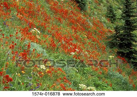 Stock Photo - Indian Paintbrushes. Fotosearch