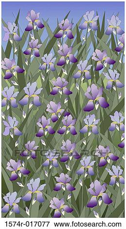 Iris Congregation 2003 Linda Braucht (20th C. American) Computer graphics View Large Photo Image Stock Photo - Iris Congregation 2003 Linda Braucht (20th C. American) Computer graphics. Fotosearch