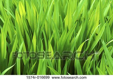 Iris Leaves View Large Photo Image Stock Photo - Iris Leaves. Fotosearch