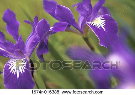 Irises View Large Photo Image Stock Photo - Irises. Fotosearch