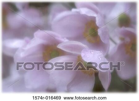 Japanese Anemones View Large Photo Image Stock Photo - Japanese Anemones. Fotosearch