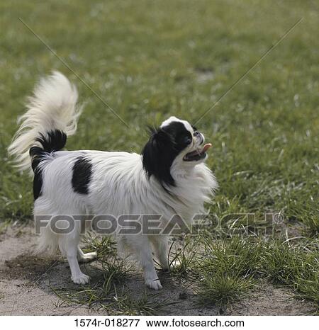 Stock Photo - Japanese Chin. Fotosearch
