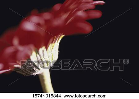 Japanese Marguerite View Large Photo Image Picture - Japanese Marguerite. Fotosearch