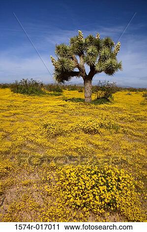 Joshua Tree Apple Valley California, USA View Large Photo Image Stock Image - Joshua Tree Apple Valley California, USA. Fotosearch