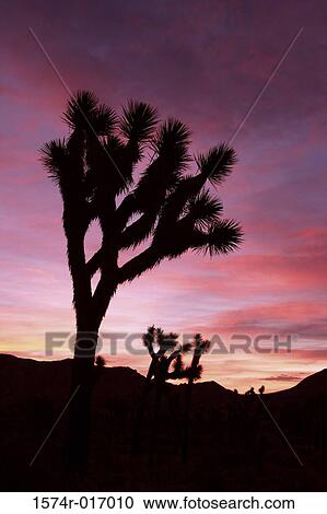 Joshua Tree National Park California USA View Large Photo Image Stock Image - Joshua Tree National Park California USA. Fotosearch