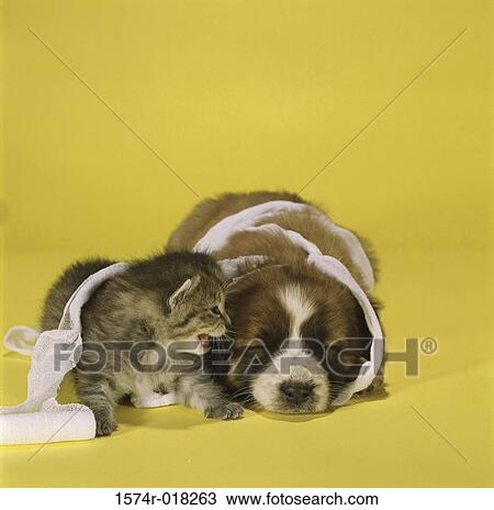 Kitten and a puppy lying down together View Large Photo Image Stock Image - Kitten and a puppy lying down together. Fotosearch