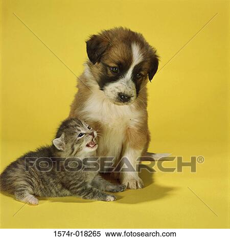 Kitten and a puppy together View Large Photo Image Stock Photography - Kitten and a puppy together. Fotosearch