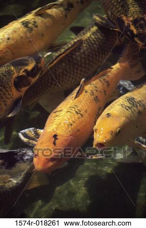 Koi View Large Photo Image Stock Image - Koi. Fotosearch