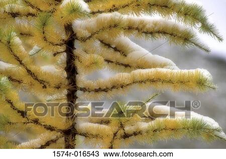 Larch View Large Photo Image Stock Image - Larch. Fotosearch