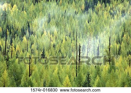 Larch View Large Photo Image Stock Image - Larch. Fotosearch
