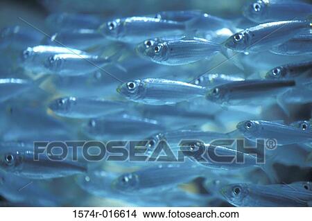 Large group of fish in the sea View Large Photo Image Picture - Large group of fish in the sea. Fotosearch