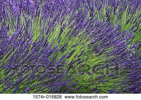 Stock Photograph - Lavender. Fotosearch